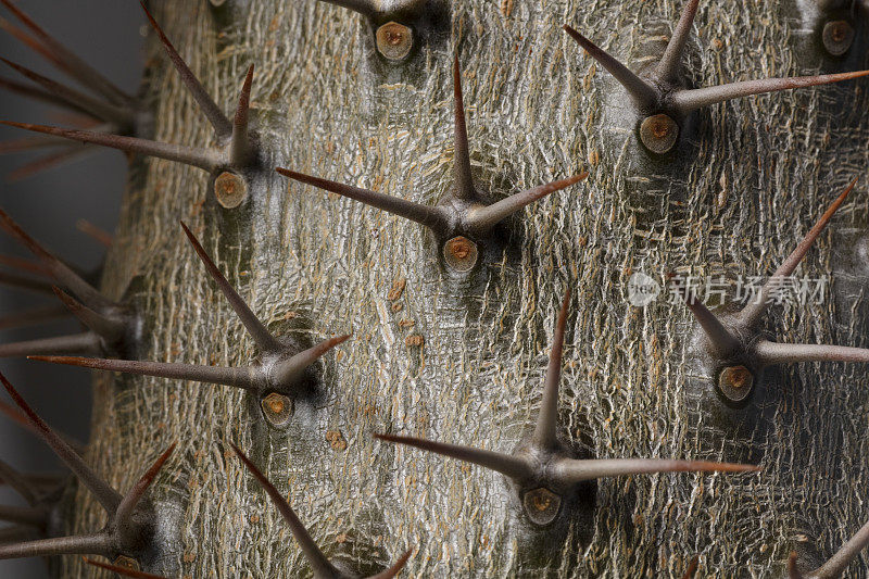 Pachypodium lamerei马达加斯加棕榈